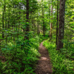 "Pink Beds Loop Trail in Pisgah National Forest" by HD Carolina