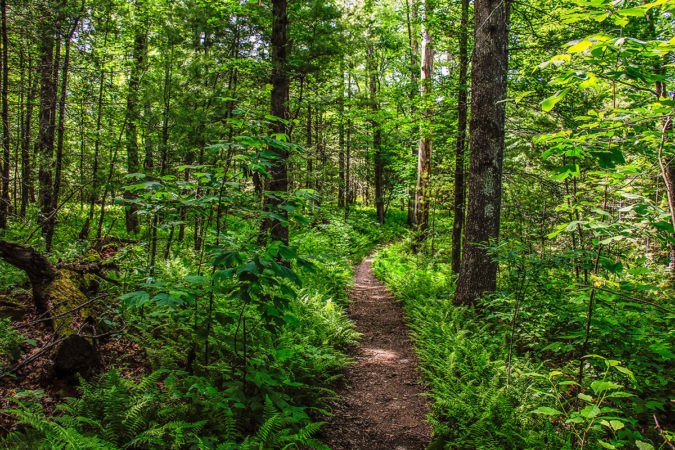 "Pink Beds Loop Trail in Pisgah National Forest" by HD Carolina