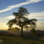 "Virginia's Rocky Knob, Milepost 169" by Leiane Gibson