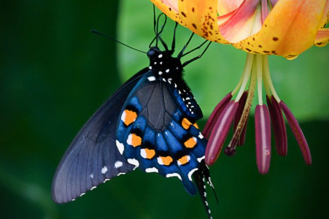 "Black Swallowtail on Turk's Cap Lily at Milepost 433" by Danny Wilson
