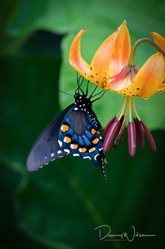 "Black Swallowtail on Turk's Cap Lily at Milepost 433" by Danny Wilson