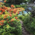 "Flame Azalea on Roan Mountain" by Craig Zerbe
