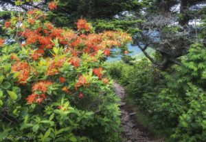 "Flame Azalea on Roan Mountain" by Craig Zerbe