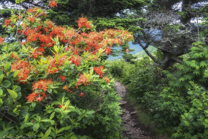 "Flame Azalea on Roan Mountain" by Craig Zerbe