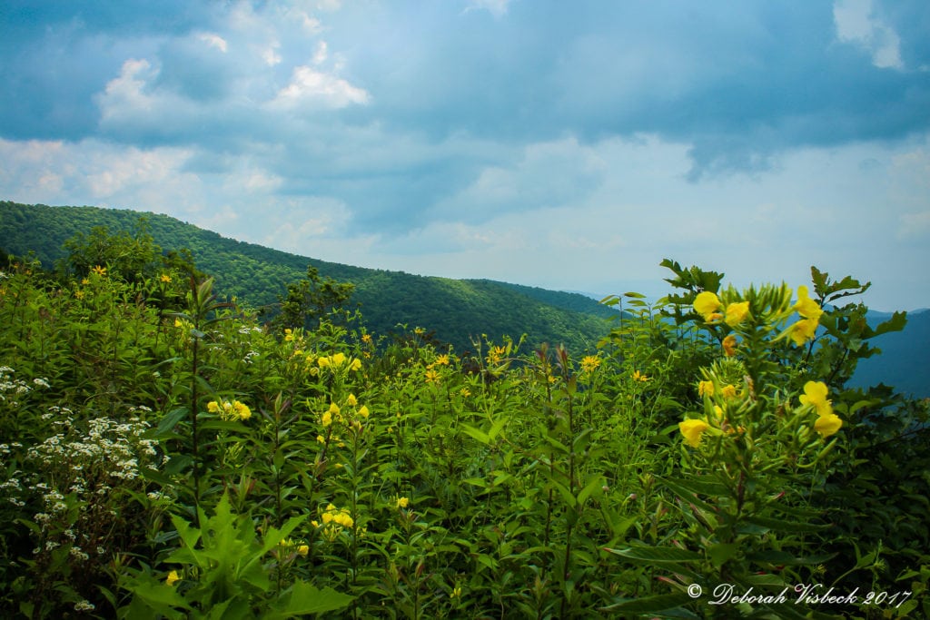 "Pisgah Inn, Milepost 408 near Asheville, NC" by Deborah Visbeck
