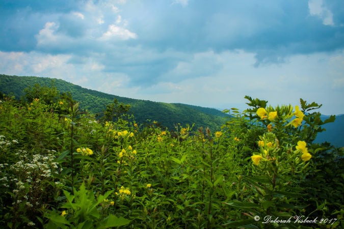 "Pisgah Inn, Milepost 408 near Asheville, NC" by Deborah Visbeck