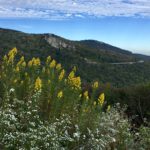 "View from Yohnalossee Overlook, Milepost 303.9" by Christine Tanhueco