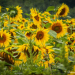 "Sunflowers at the Biltmore, Asheville, NC" by Deborah Visbeck