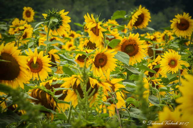 "Sunflowers at the Biltmore, Asheville, NC" by Deborah Visbeck