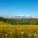 "Firetower Trail at Moses Cone Park, Milepost 294" by Lisa Gregory