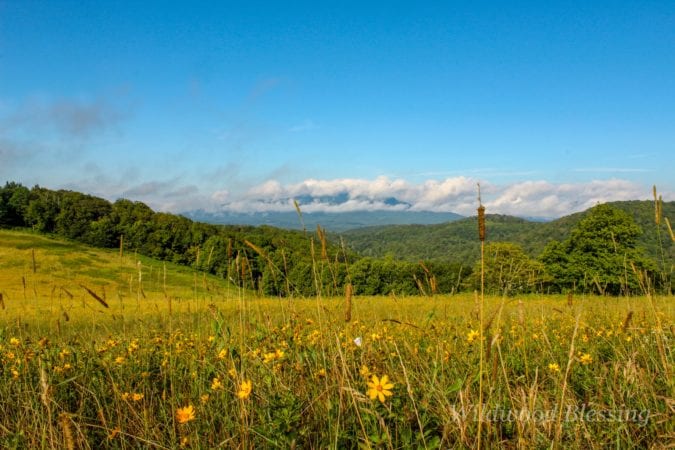 "Firetower Trail at Moses Cone Park, Milepost 294" by Lisa Gregory