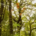 "Turk’s Cap Lily at Moses Cone, Milepost 294" by Lisa Gregory