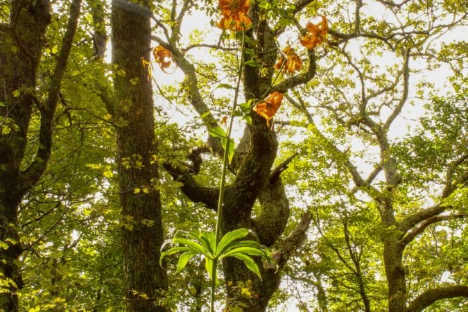 "Turk’s Cap Lily at Moses Cone, Milepost 294" by Lisa Gregory