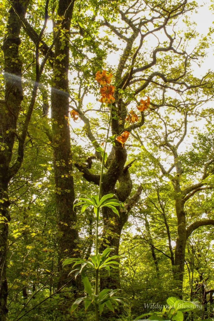 "Turk’s Cap Lily at Moses Cone, Milepost 294" by Lisa Gregory