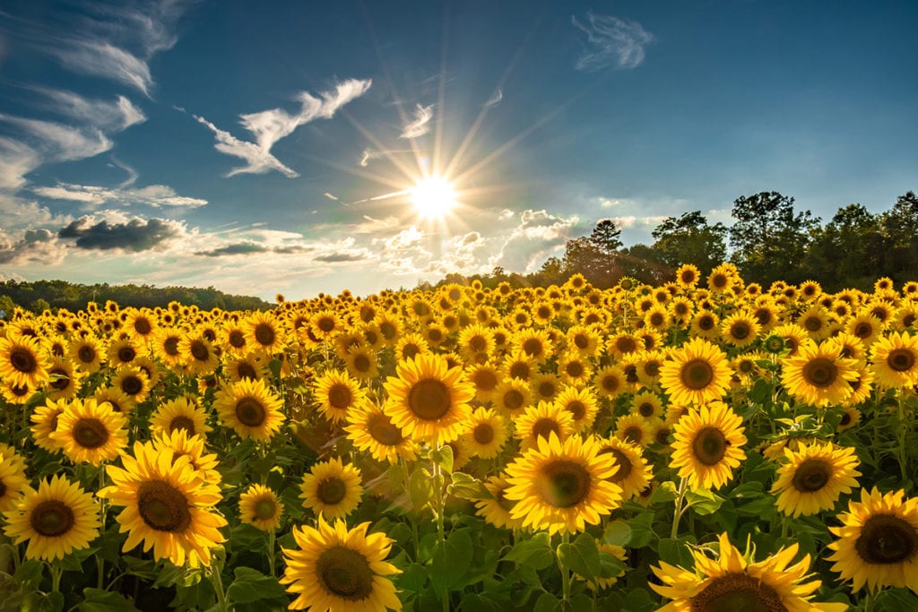 "Sunflowers along Hwy 74 near Columbus, NC" by HD Carolina