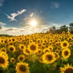 "Sunflowers along Hwy 74 near Columbus, NC" by HD Carolina