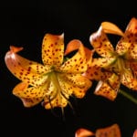 "Turk's Cap Lily near Milepost 430" by Carole McKinney