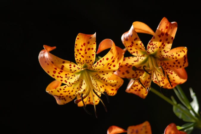 "Turk's Cap Lily near Milepost 430" by Carole McKinney