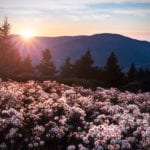 "Wildflowers at Roan Highlands" by Dawnfire Photography