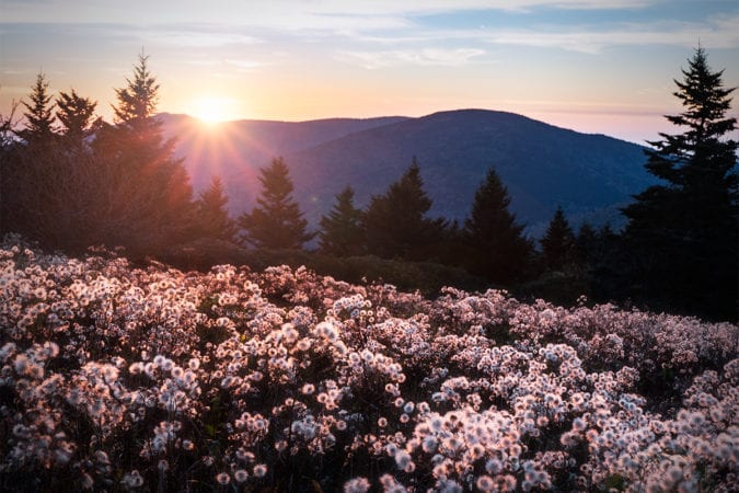 "Wildflowers at Roan Highlands" by Dawnfire Photography