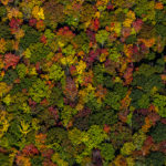 "Fall Color near Burnett Reservoir, South of the Parkway" by David Oppenheimer