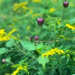 "Wildflowers at Turkey Knob" by Jeffrey VanHoose Photography