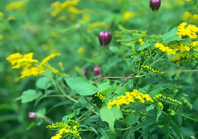 "Wildflowers at Turkey Knob" by Jeffrey VanHoose Photography