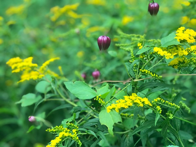 "Wildflowers at Turkey Knob" by Jeffrey VanHoose Photography