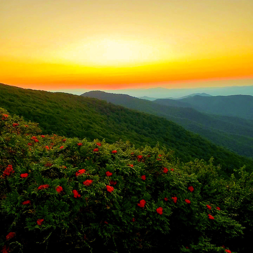 "Long-range View at Craggy Gardens, Milepost 364.6" by Gina Knox