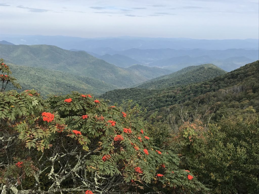 "Mountain Ash at Craggy Gardens, Milepost 366" by Donna Hutchison