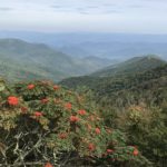 "Mountain Ash at Craggy Gardens, Milepost 366" by Donna Hutchison