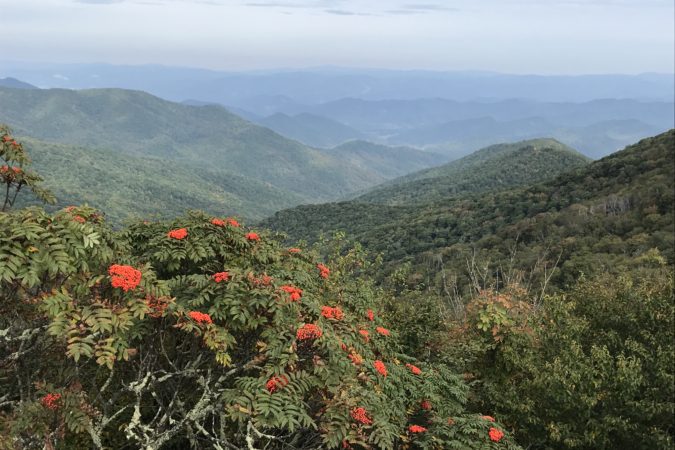 "Mountain Ash at Craggy Gardens, Milepost 366" by Donna Hutchison