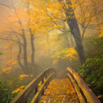 "Yellow Trees at Rough Ridge, Milepost 302.8" by Mike Koenig