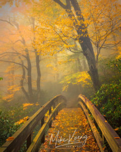 "Yellow Trees at Rough Ridge, Milepost 302.8" by Mike Koenig