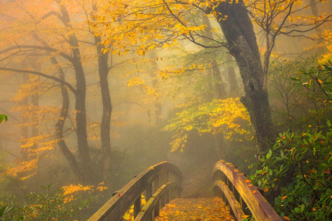 "Yellow Trees at Rough Ridge, Milepost 302.8" by Mike Koenig
