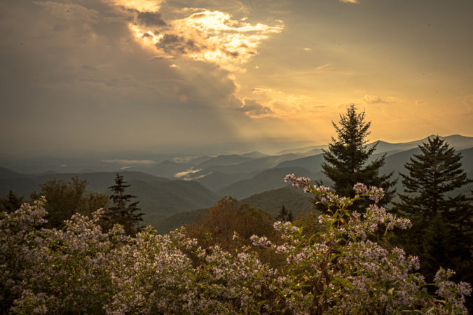 "Long-range and Wildflowers on the Parkway Near Asheville" by Sandra Pevahouse
