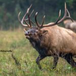 "Elk at Cataloochee Valley, Great Smoky Mountains" by Eric Albright