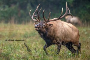 "Elk at Cataloochee Valley, Great Smoky Mountains" by Eric Albright