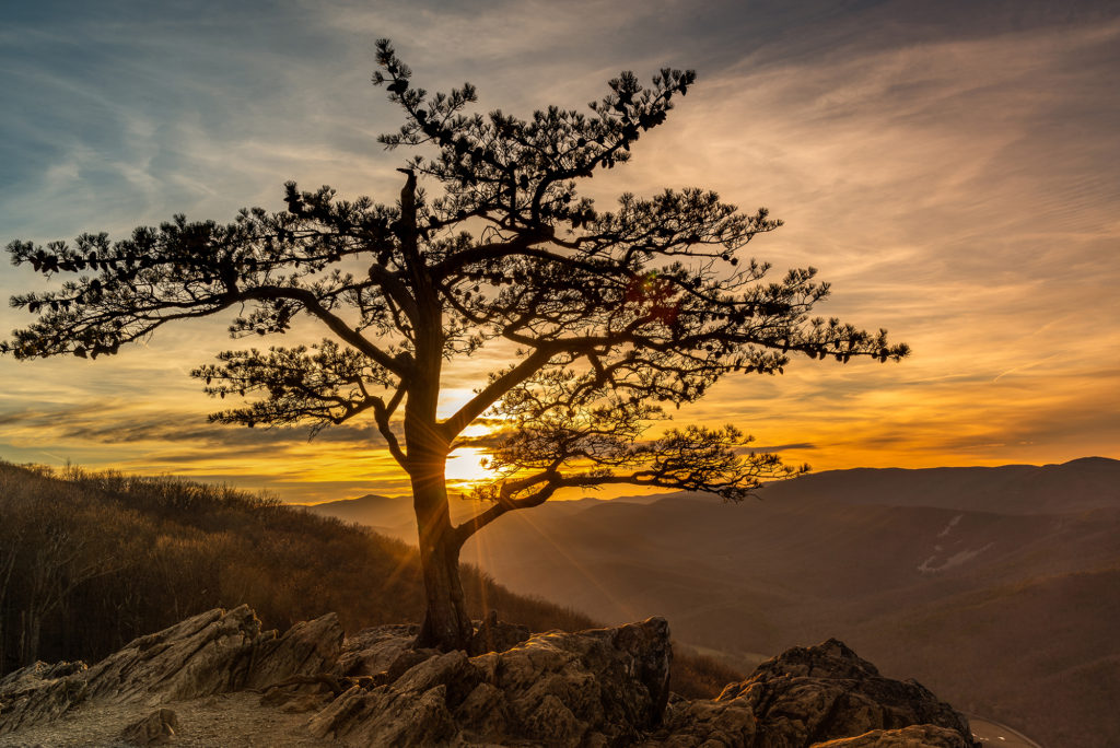 "Sunset Through the Raven's Roost Tree, Milepost 10.7" by Maria Jaeger Photography