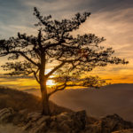 "Sunset Through the Raven's Roost Tree, Milepost 10.7" by Maria Jaeger Photography