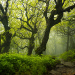 "Spring Fog at Craggy Gardens" by Michelle Newport Photography