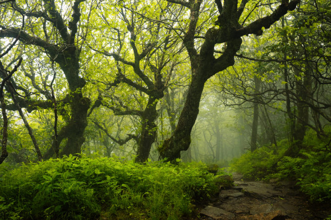 "Spring Fog at Craggy Gardens" by Michelle Newport Photography