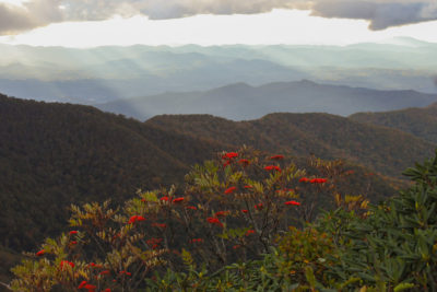 Red Berries & Sunrays from Craggy Pinnacle